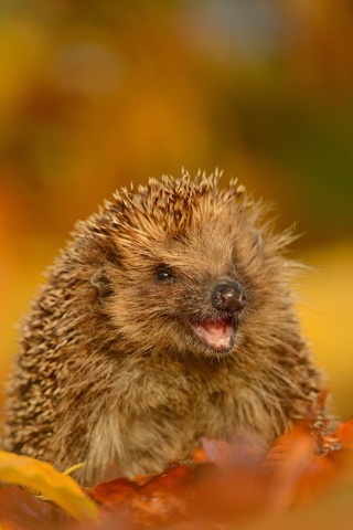 Das Hedgehog in Autumn Leaves Wallpaper 320x480