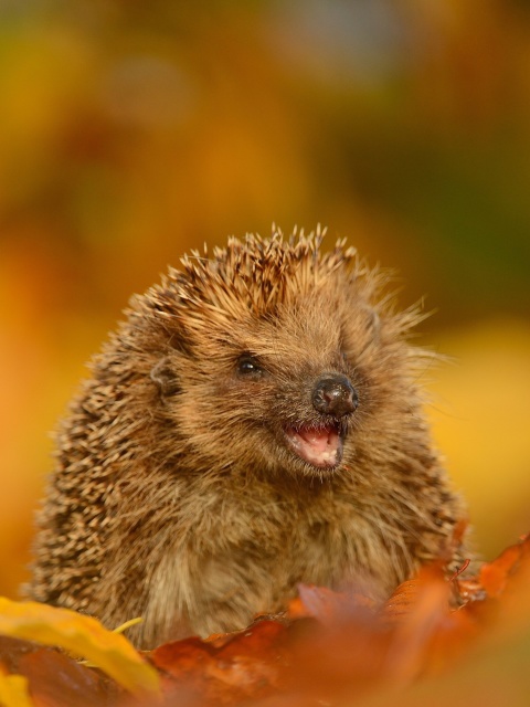 Das Hedgehog in Autumn Leaves Wallpaper 480x640