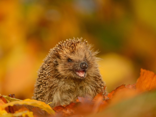 Das Hedgehog in Autumn Leaves Wallpaper 640x480