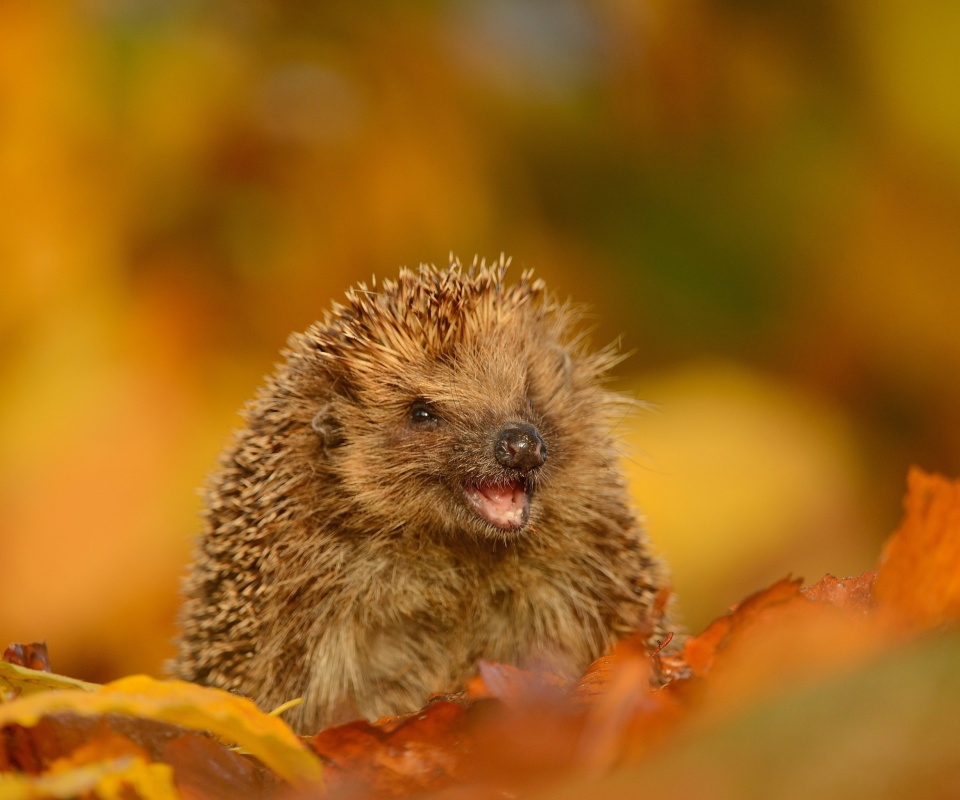 Hedgehog in Autumn Leaves wallpaper 960x800