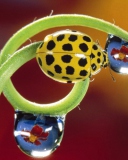 Sfondi Yellow Ladybird 128x160