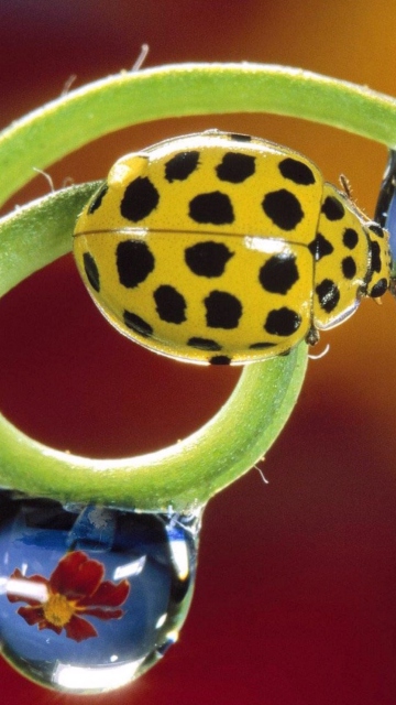 Обои Yellow Ladybird 360x640