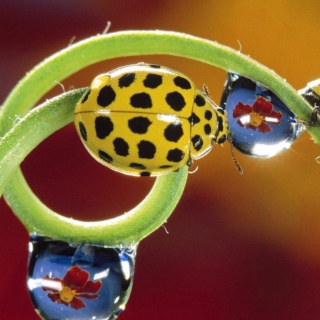 Yellow Ladybird - Obrázkek zdarma pro iPad mini