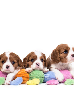 Обои The Cavalier King Charles Spaniel 240x320