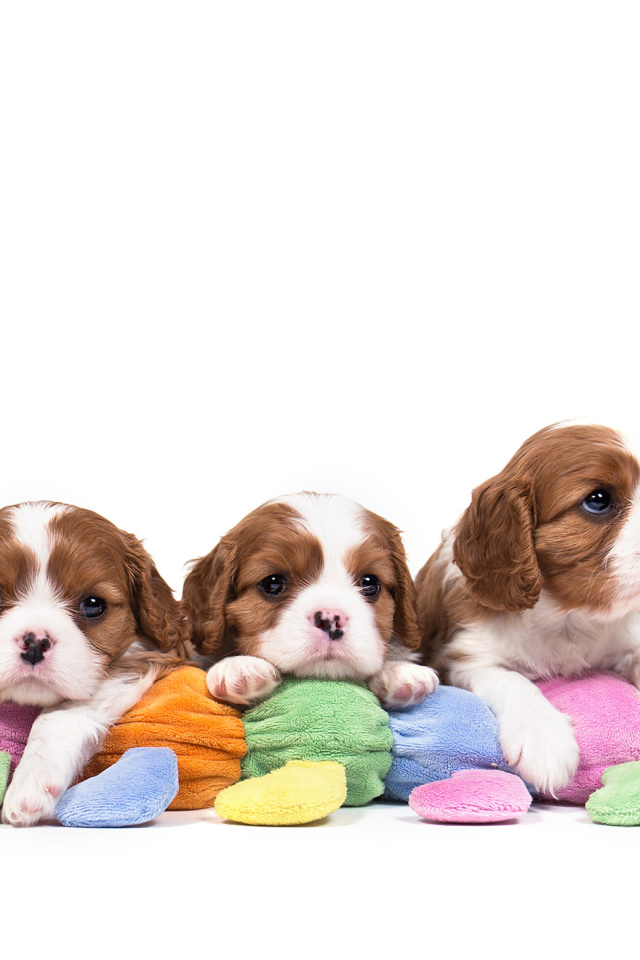 The Cavalier King Charles Spaniel screenshot #1 640x960