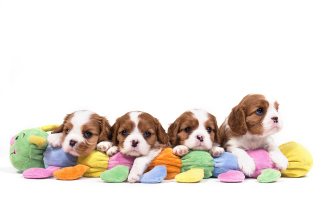 The Cavalier King Charles Spaniel - Fondos de pantalla gratis 