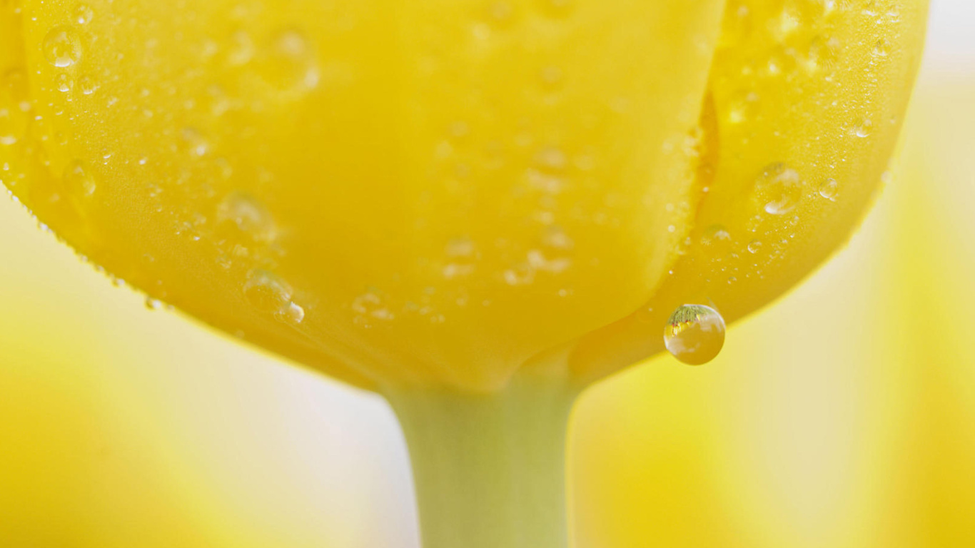 Screenshot №1 pro téma Macro Yellow Water Drops 1366x768