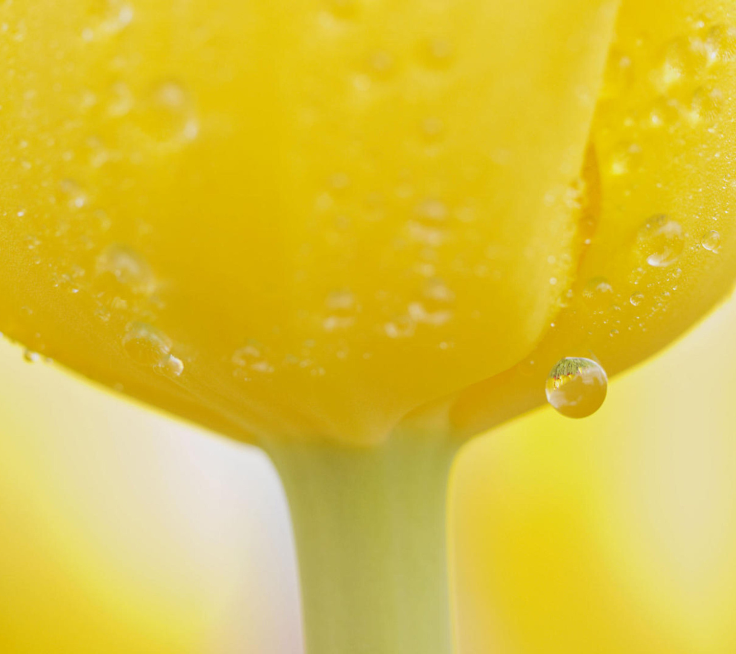 Das Macro Yellow Water Drops Wallpaper 1440x1280