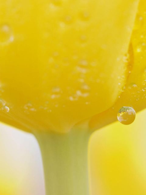 Macro Yellow Water Drops screenshot #1 480x640
