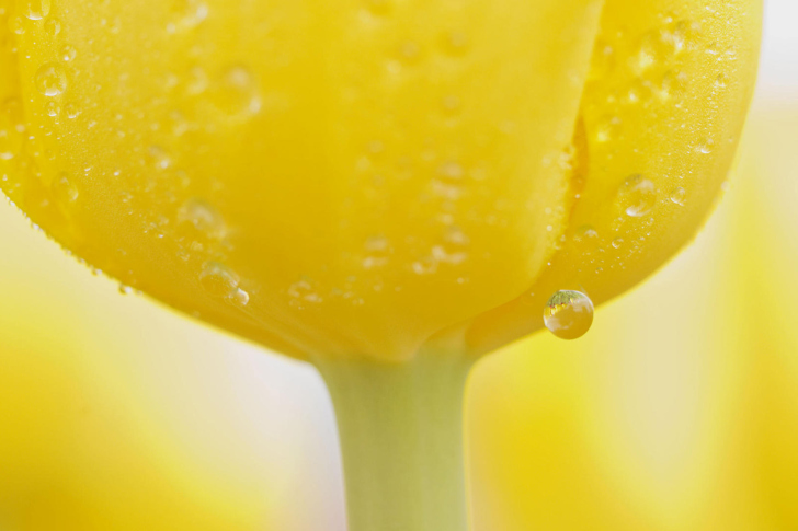 Macro Yellow Water Drops wallpaper