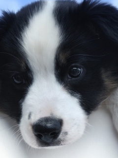 Cute Puppy screenshot #1 240x320