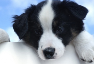 Cute Puppy - Obrázkek zdarma pro Sony Xperia Z