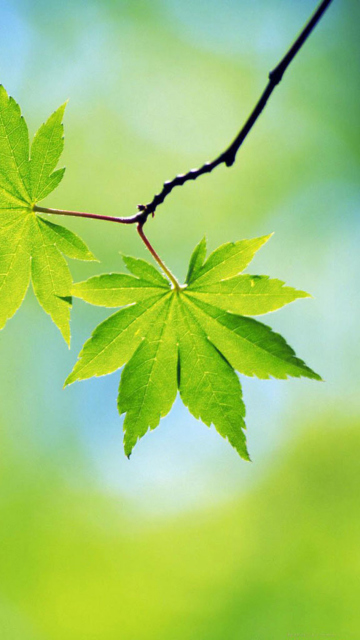 Fresh Leaves wallpaper 360x640