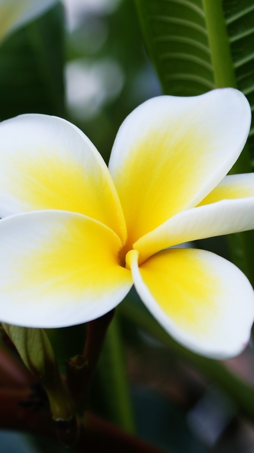 Sfondi Plumeria Flower from Asia 1080x1920