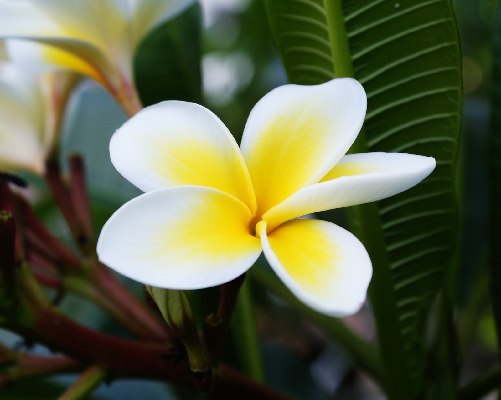 Sfondi Plumeria Flower from Asia 1600x1280