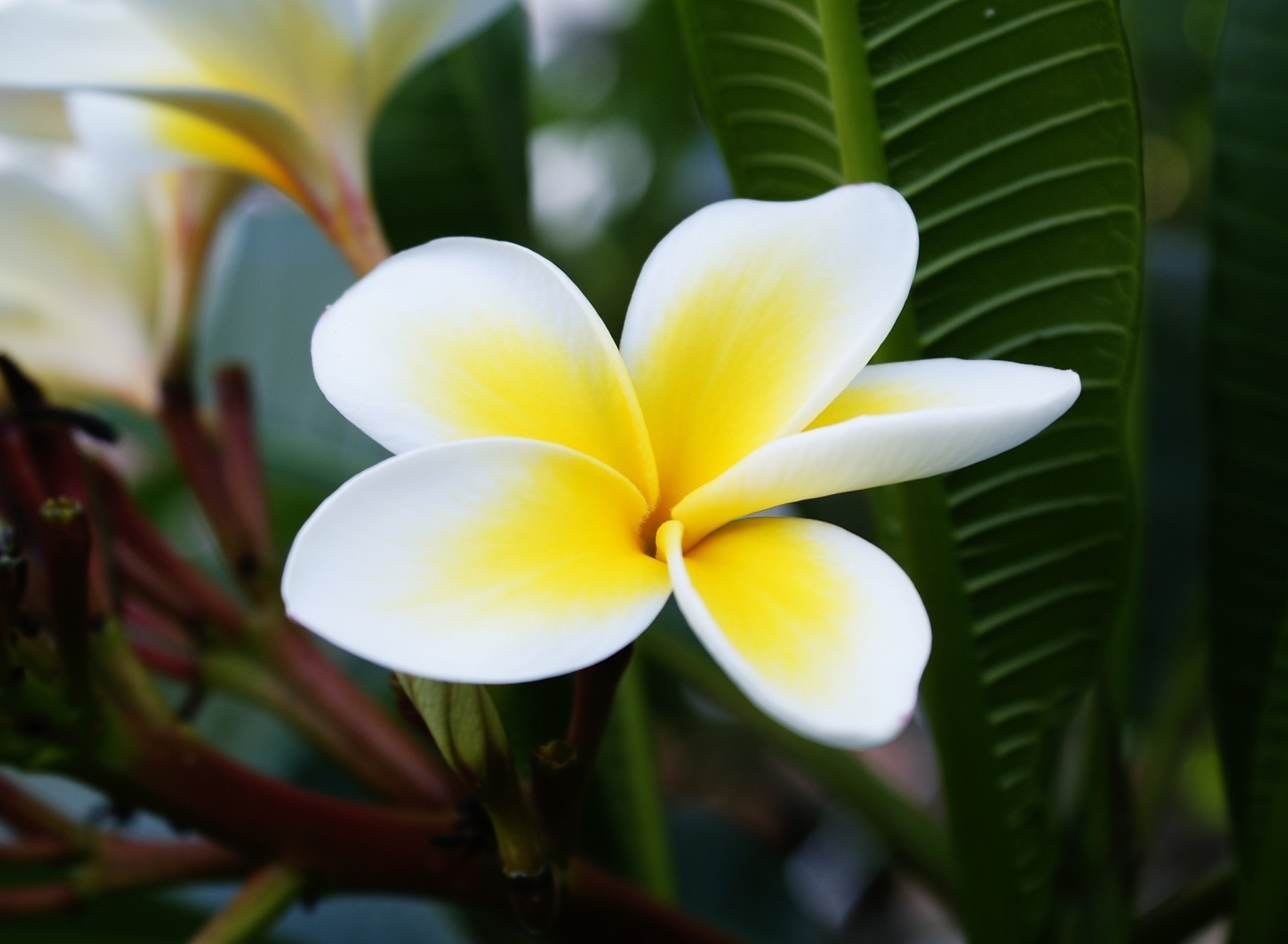 Plumeria Flower from Asia screenshot #1 1920x1408