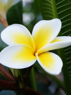 Sfondi Plumeria Flower from Asia 240x320