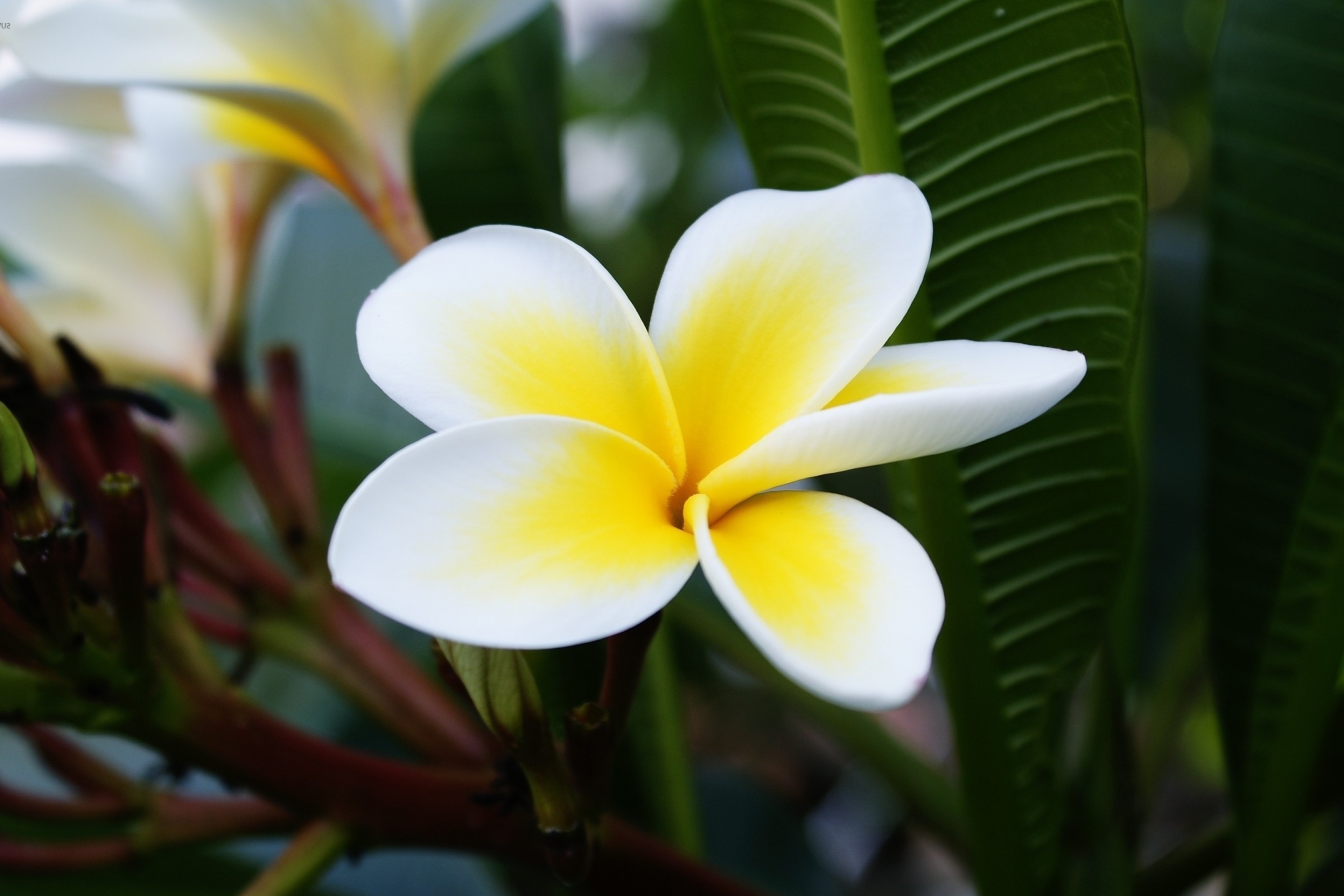 Screenshot №1 pro téma Plumeria Flower from Asia 2880x1920