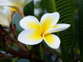 Screenshot №1 pro téma Plumeria Flower from Asia 320x240