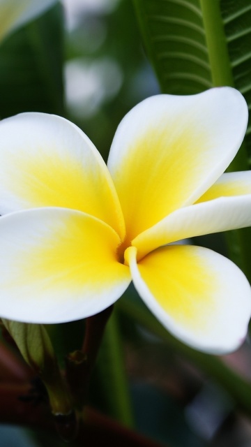 Das Plumeria Flower from Asia Wallpaper 360x640