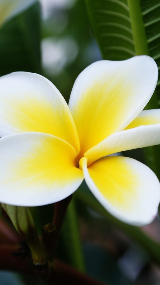 Sfondi Plumeria Flower from Asia 640x1136