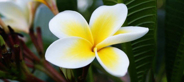 Fondo de pantalla Plumeria Flower from Asia 720x320