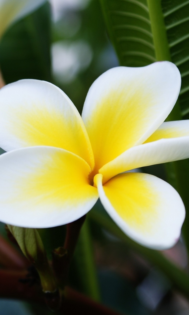 Fondo de pantalla Plumeria Flower from Asia 768x1280