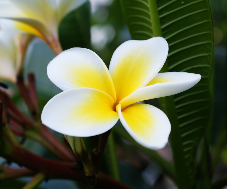 Screenshot №1 pro téma Plumeria Flower from Asia 960x800