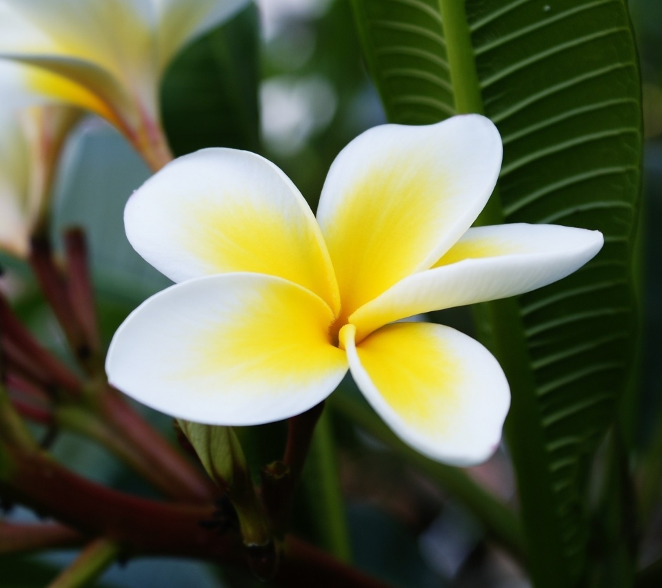 Sfondi Plumeria Flower from Asia 960x854