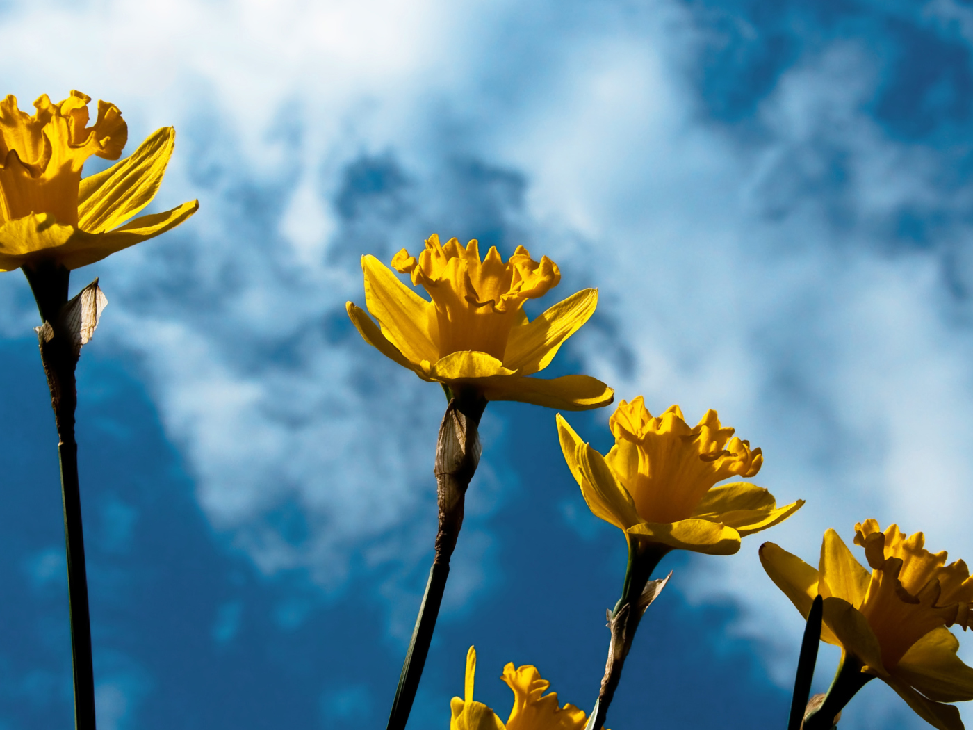 Autumn Flowers screenshot #1 1400x1050