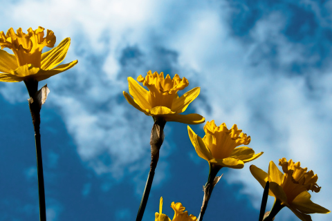 Autumn Flowers screenshot #1 480x320