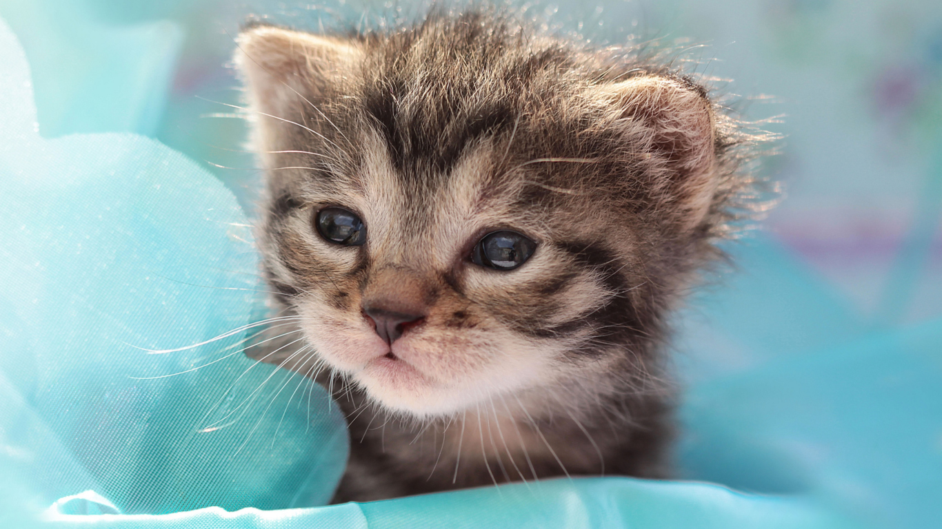 Grey Baby Kitten screenshot #1 1366x768