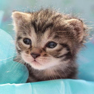 Grey Baby Kitten - Obrázkek zdarma pro iPad mini