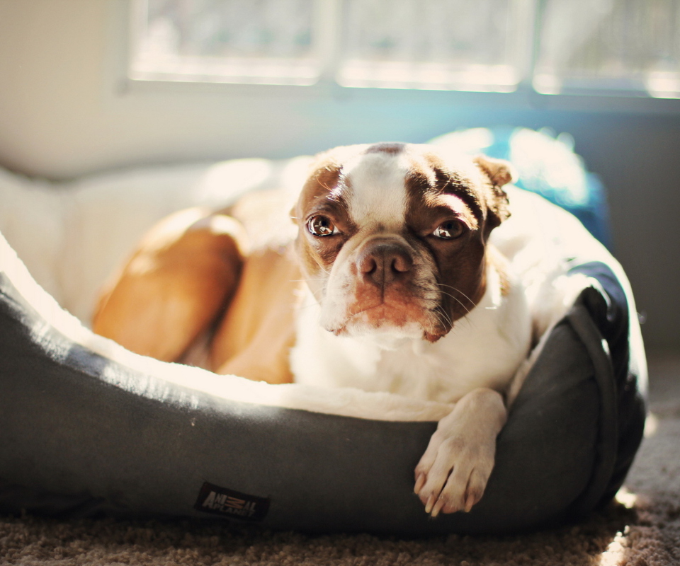 Fondo de pantalla Bulldog Enjoying Sunlight 960x800