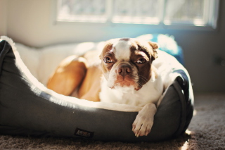 Bulldog Enjoying Sunlight - Obrázkek zdarma 