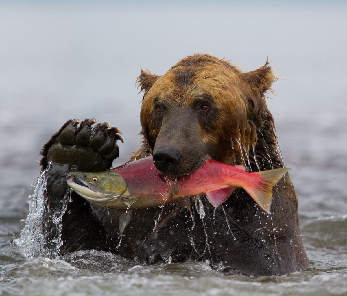 Screenshot №1 pro téma Grizzly Bear Catching Fish 1200x1024