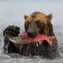 Das Grizzly Bear Catching Fish Wallpaper 128x128