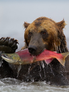 Screenshot №1 pro téma Grizzly Bear Catching Fish 240x320