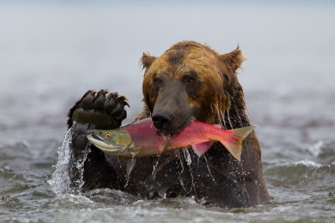Grizzly Bear Catching Fish wallpaper 480x320