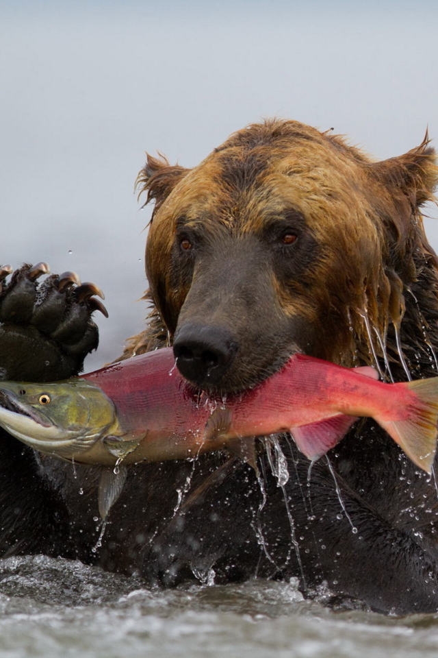 Screenshot №1 pro téma Grizzly Bear Catching Fish 640x960
