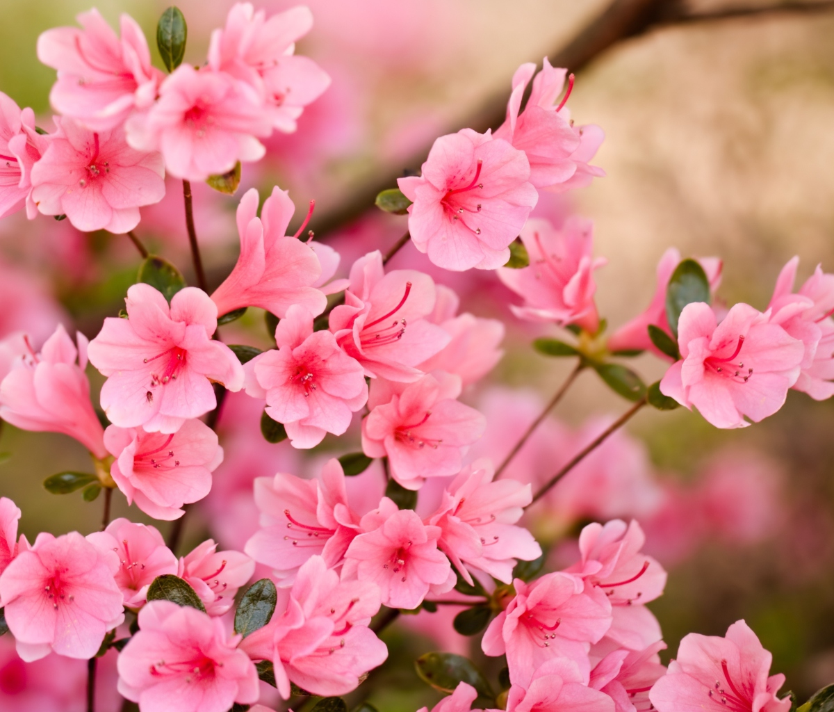 Screenshot №1 pro téma Pink Spring Blossom 1200x1024