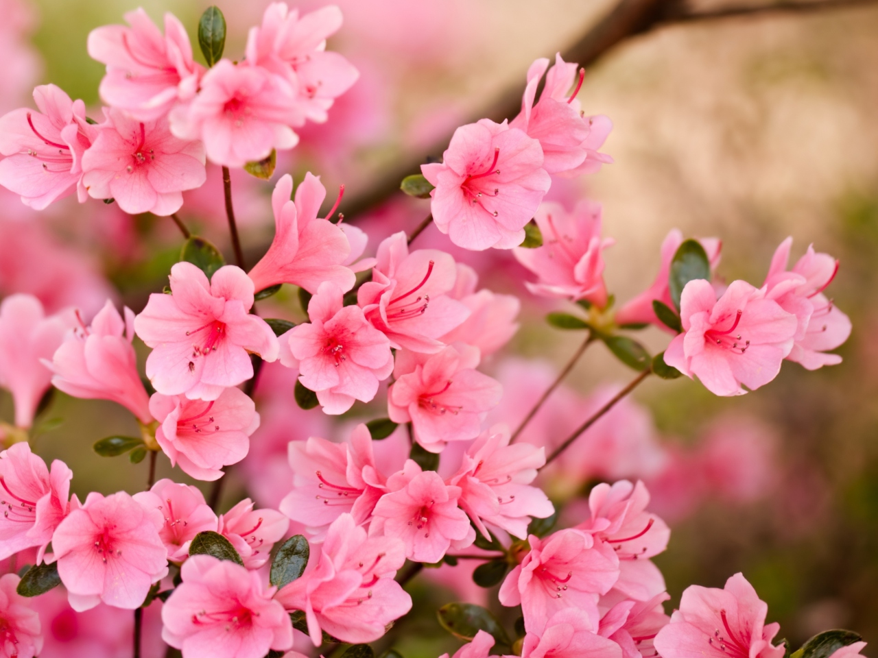 Das Pink Spring Blossom Wallpaper 1280x960