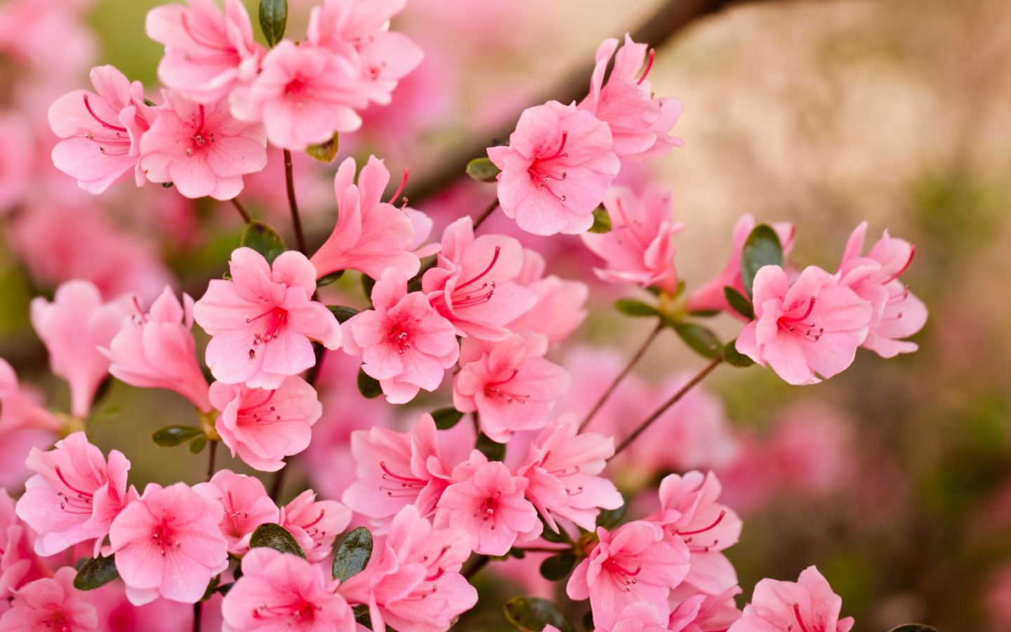 Screenshot №1 pro téma Pink Spring Blossom 1440x900