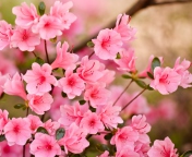 Das Pink Spring Blossom Wallpaper 176x144