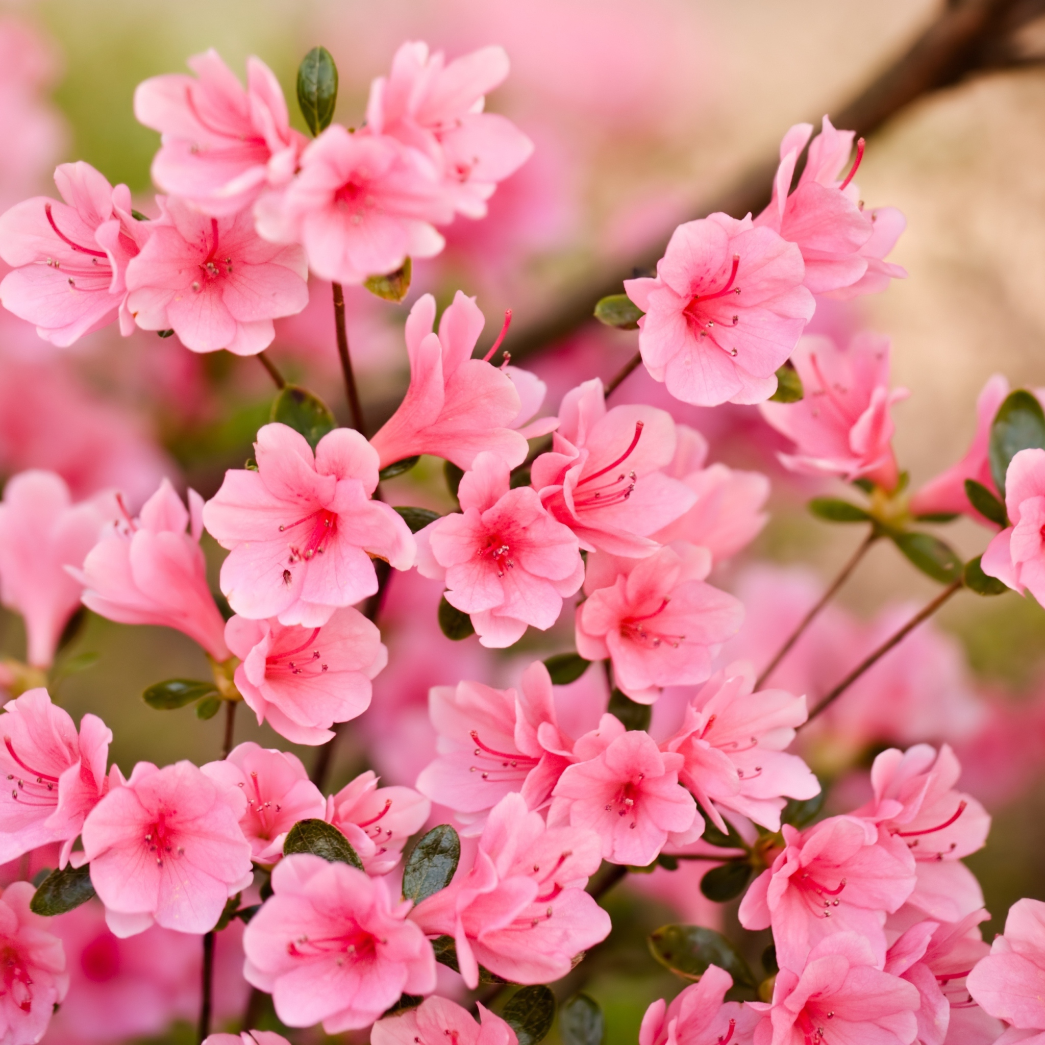 Pink Spring Blossom wallpaper 2048x2048