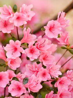 Обои Pink Spring Blossom 240x320
