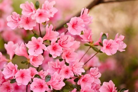 Pink Spring Blossom wallpaper 480x320