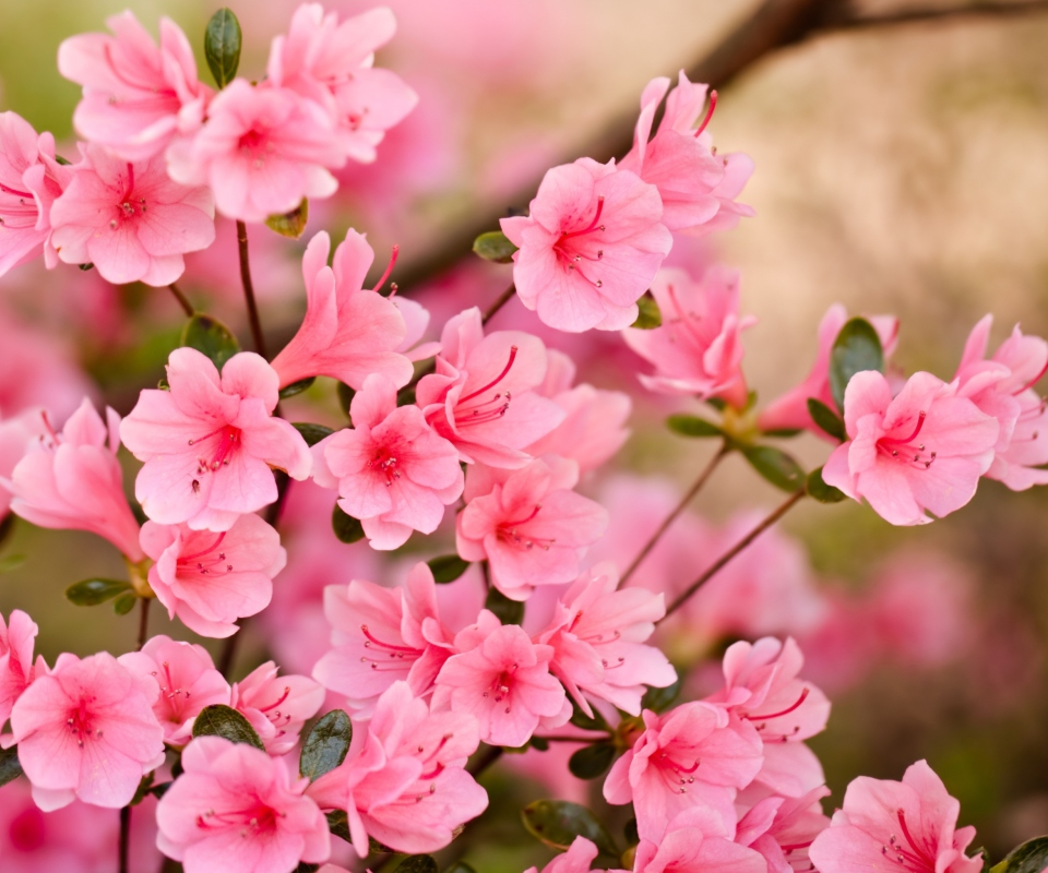 Das Pink Spring Blossom Wallpaper 960x800