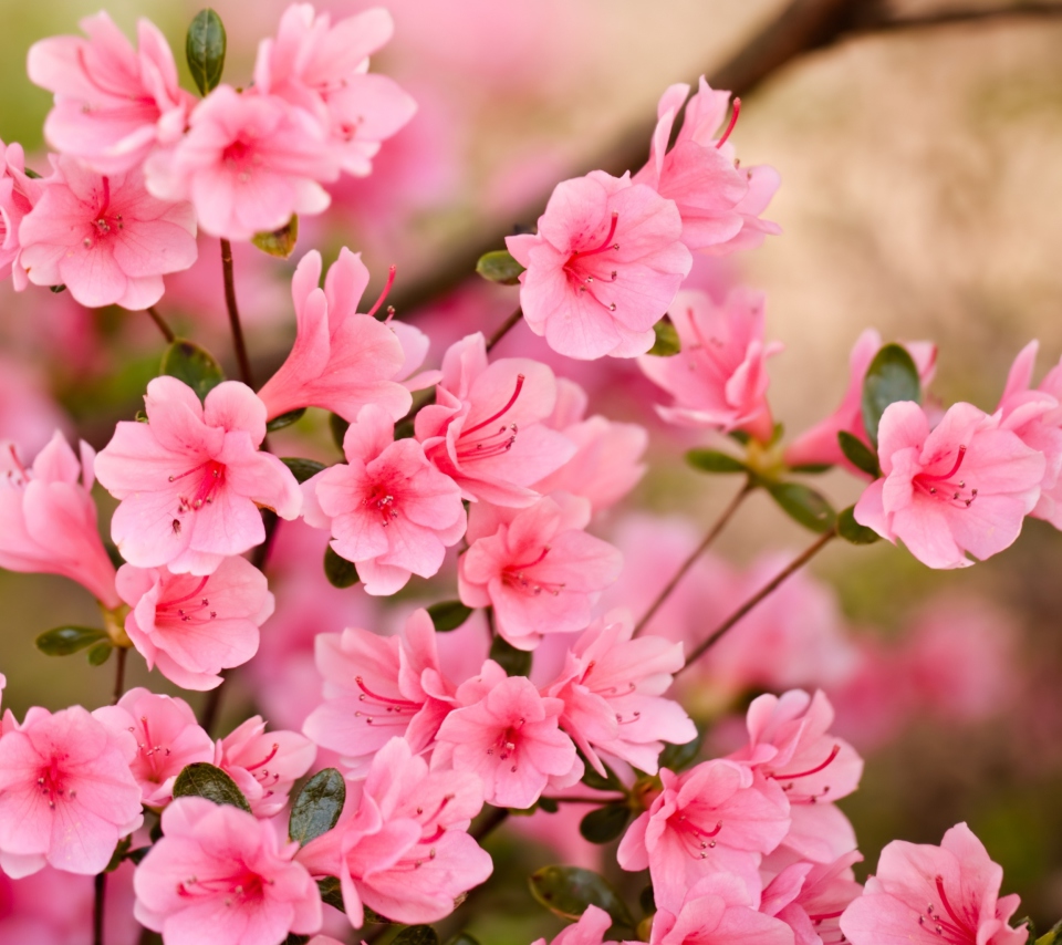 Sfondi Pink Spring Blossom 960x854