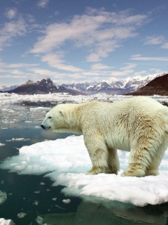 White Polar Bear screenshot #1 240x320